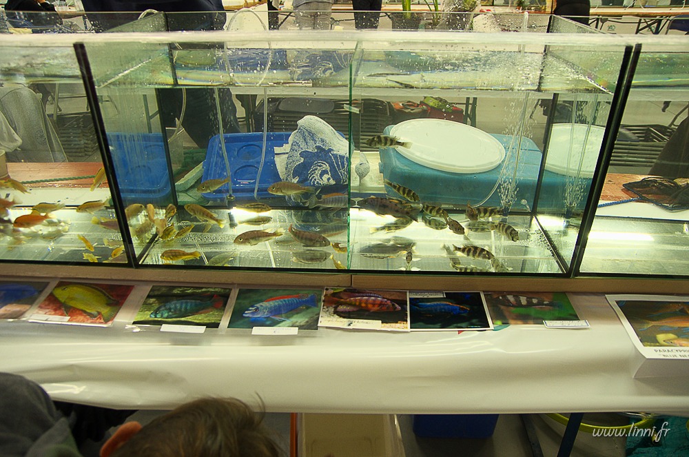 Bourse aquariophile de Nantes (44) AQUA44 2015 041